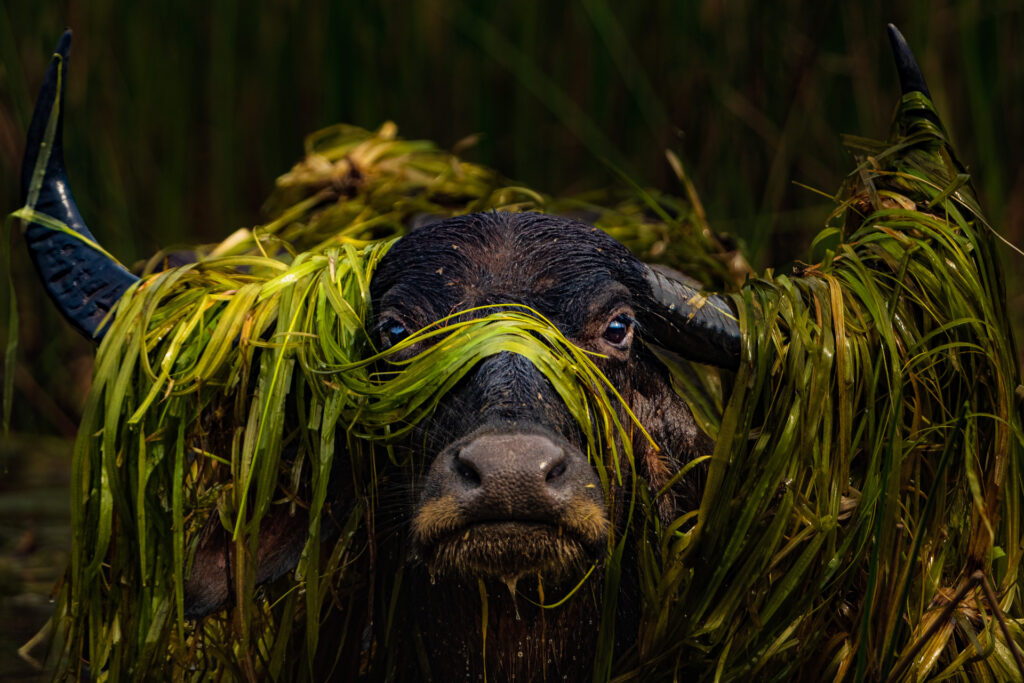 A Sri Lankan photographer wins the prestigious Nature In Focus award for capturing the struggles of elephants in human-altered landscapes, highlighting a critical conservation issue.