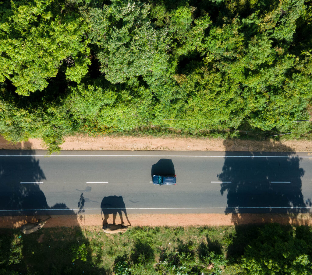 A Sri Lankan photographer wins the prestigious Nature In Focus award for capturing the struggles of elephants in human-altered landscapes, highlighting a critical conservation issue.