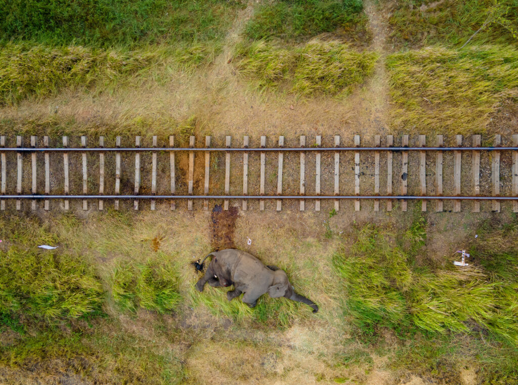 A Sri Lankan photographer wins the prestigious Nature In Focus award for capturing the struggles of elephants in human-altered landscapes, highlighting a critical conservation issue.