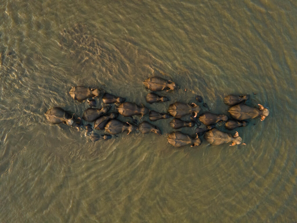 A Sri Lankan photographer wins the prestigious Nature In Focus award for capturing the struggles of elephants in human-altered landscapes, highlighting a critical conservation issue.