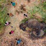 A Sri Lankan photographer wins the prestigious Nature In Focus award for capturing the struggles of elephants in human-altered landscapes, highlighting a critical conservation issue.