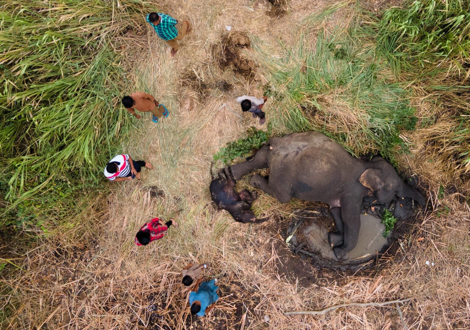 A Sri Lankan photographer wins the prestigious Nature In Focus award for capturing the struggles of elephants in human-altered landscapes, highlighting a critical conservation issue.