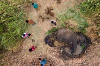 A Sri Lankan photographer wins the prestigious Nature In Focus award for capturing the struggles of elephants in human-altered landscapes, highlighting a critical conservation issue.