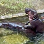 Fans of internet sensation Moo Deng are excited after her pygmy hippo parents were spotted mating at Khao Kheow Open Zoo, sparking hopes for a new sibling soon.