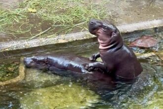 Fans of internet sensation Moo Deng are excited after her pygmy hippo parents were spotted mating at Khao Kheow Open Zoo, sparking hopes for a new sibling soon.