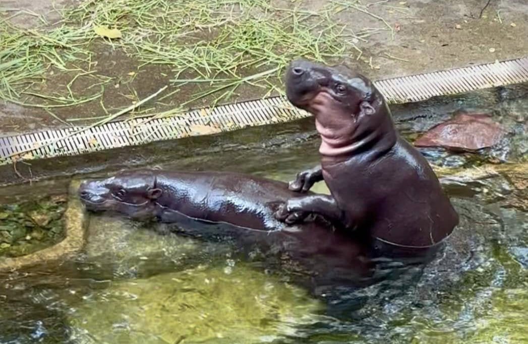 Fans of internet sensation Moo Deng are excited after her pygmy hippo parents were spotted mating at Khao Kheow Open Zoo, sparking hopes for a new sibling soon.