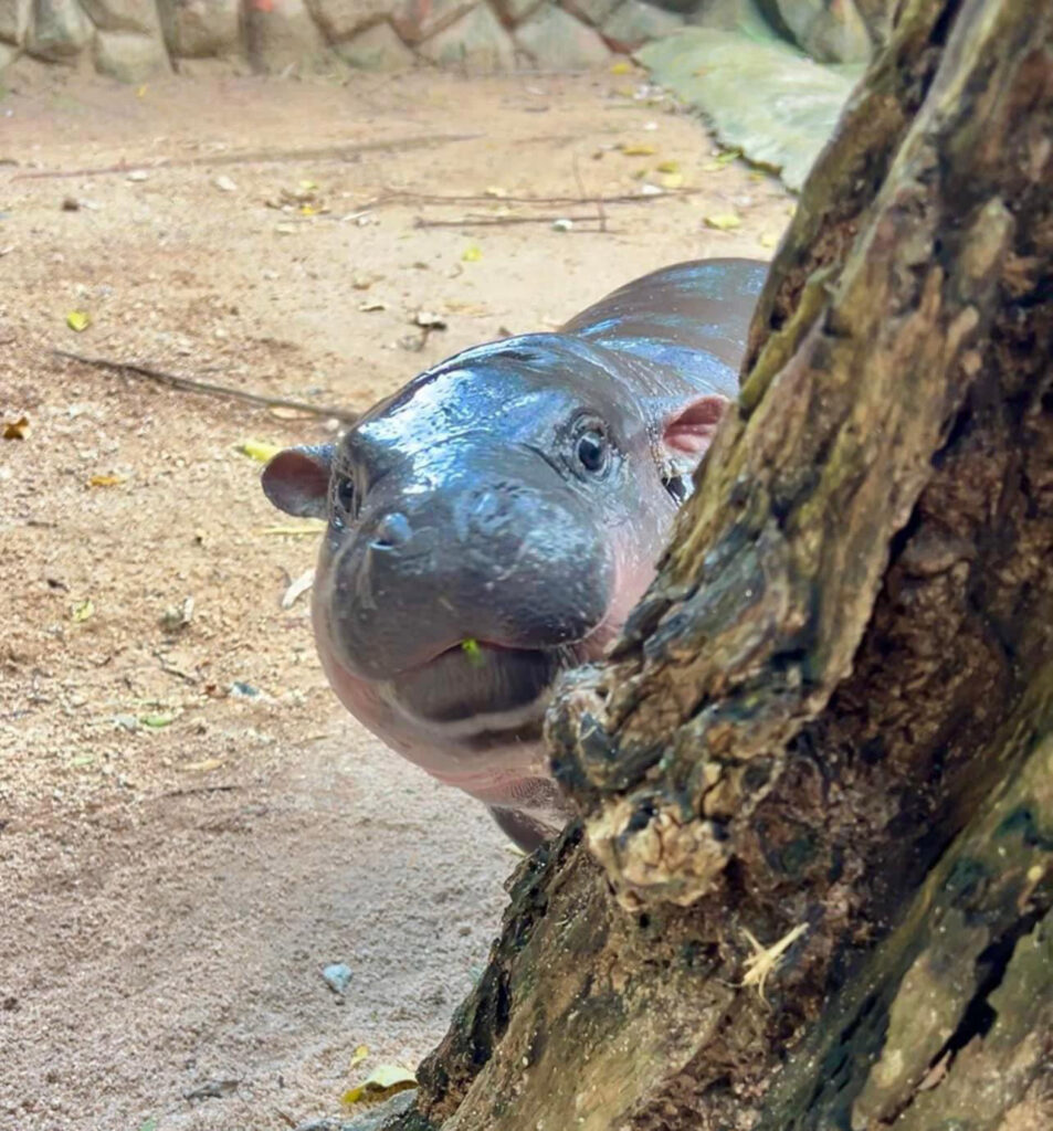 Fans of internet sensation Moo Deng are excited after her pygmy hippo parents were spotted mating at Khao Kheow Open Zoo, sparking hopes for a new sibling soon.