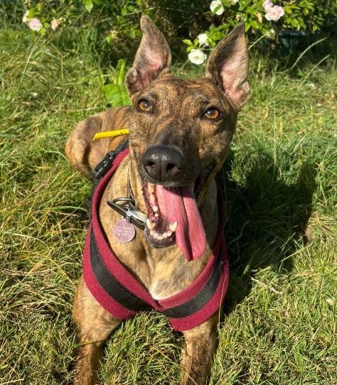 Britain's loneliest dog, Nova, a singing Lurcher, has spent over 850 days in care - still searching for a loving home to share her club classic sing-alongs with!