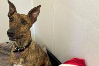 Britain's loneliest dog, Nova, a singing Lurcher, has spent over 850 days in care - still searching for a loving home to share her club classic sing-alongs with!