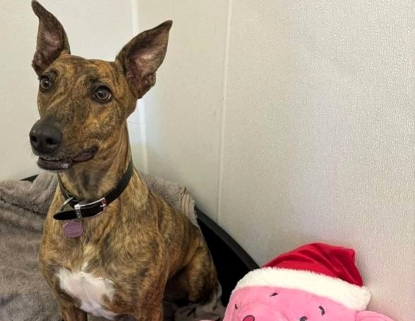 Britain's loneliest dog, Nova, a singing Lurcher, has spent over 850 days in care - still searching for a loving home to share her club classic sing-alongs with!