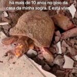 A couple in Brazil were shocked to find a live tortoise under flooring they laid nearly a decade ago. Experts say its slow metabolism helped it survive in the sealed space.