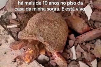 A couple in Brazil were shocked to find a live tortoise under flooring they laid nearly a decade ago. Experts say its slow metabolism helped it survive in the sealed space.