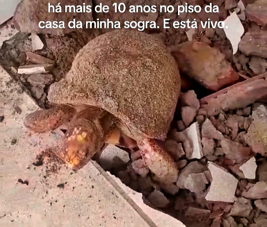 A couple in Brazil were shocked to find a live tortoise under flooring they laid nearly a decade ago. Experts say its slow metabolism helped it survive in the sealed space.