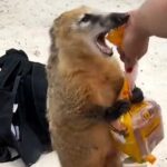 A cheeky coati tried to steal ham sandwiches from two sunbathers on a Brazilian beach, leading to a hilarious tug-of-war caught on camera. The clip has gone viral.