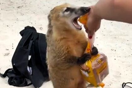 A cheeky coati tried to steal ham sandwiches from two sunbathers on a Brazilian beach, leading to a hilarious tug-of-war caught on camera. The clip has gone viral.