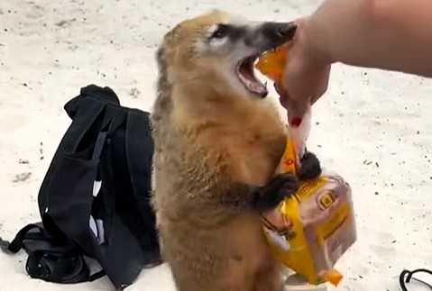 A cheeky coati tried to steal ham sandwiches from two sunbathers on a Brazilian beach, leading to a hilarious tug-of-war caught on camera. The clip has gone viral.