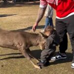 A dad was left shocked after a deer knocked over his 14-month-old son at a national park. The viral video, with over 621 million views, has sparked debate on wildlife safety.