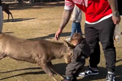 A dad was left shocked after a deer knocked over his 14-month-old son at a national park. The viral video, with over 621 million views, has sparked debate on wildlife safety.