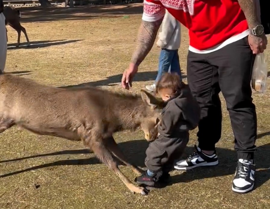 A dad was left shocked after a deer knocked over his 14-month-old son at a national park. The viral video, with over 621 million views, has sparked debate on wildlife safety.