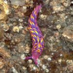 A woman in Cornwall discovered a rare rainbow sea slug in a rock pool, stunning viewers with its vibrant colors - a species rarely spotted in the UK.