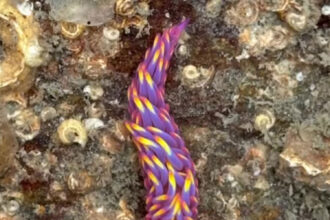 A woman in Cornwall discovered a rare rainbow sea slug in a rock pool, stunning viewers with its vibrant colors - a species rarely spotted in the UK.