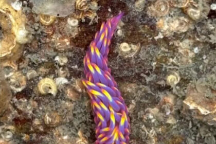 A woman in Cornwall discovered a rare rainbow sea slug in a rock pool, stunning viewers with its vibrant colors - a species rarely spotted in the UK.