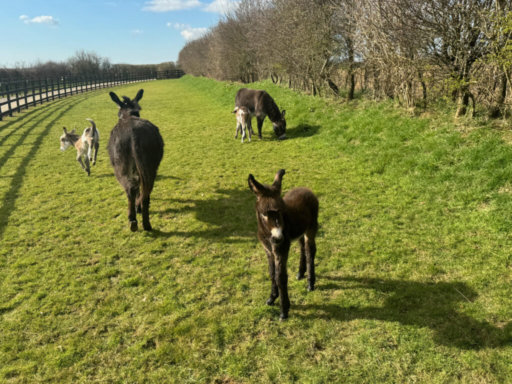 Rare twin donkeys, Eddie and Edith, were born at 10,000-to-1 odds in Wales, stunning vets and their rescuers in a once-in-a-lifetime miracle at Bunkers Hill Farm.