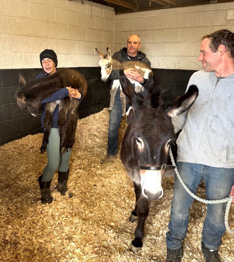 Rare twin donkeys, Eddie and Edith, were born at 10,000-to-1 odds in Wales, stunning vets and their rescuers in a once-in-a-lifetime miracle at Bunkers Hill Farm.