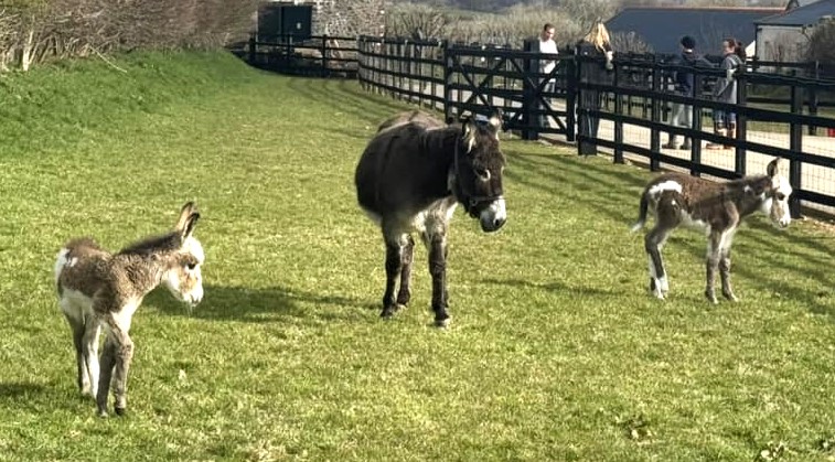 Rare twin donkeys, Eddie and Edith, were born at 10,000-to-1 odds in Wales, stunning vets and their rescuers in a once-in-a-lifetime miracle at Bunkers Hill Farm.