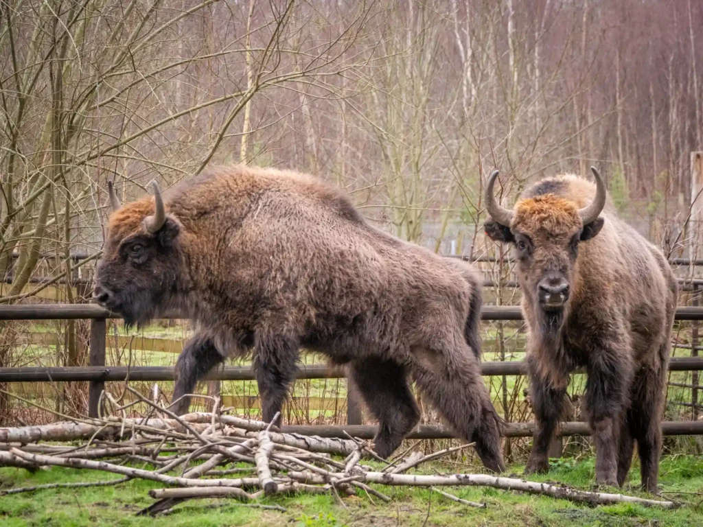 Two bison at Wildwood in Kent have learned to vaccinate themselves by leaning into syringes, reducing stress and paving the way for similar training with other animals.