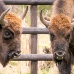 Two bison at Wildwood in Kent have learned to vaccinate themselves by leaning into syringes, reducing stress and paving the way for similar training with other animals.