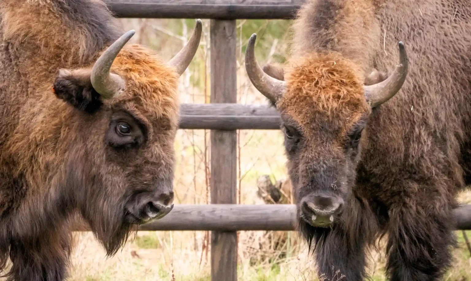 Two bison at Wildwood in Kent have learned to vaccinate themselves by leaning into syringes, reducing stress and paving the way for similar training with other animals.