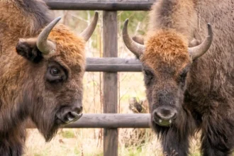 Two bison at Wildwood in Kent have learned to vaccinate themselves by leaning into syringes, reducing stress and paving the way for similar training with other animals.