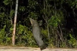 A lost crocodile in Cancun was caught on camera trying to climb a fence to return to its nest - leaving locals concerned about wildlife barriers in the area.