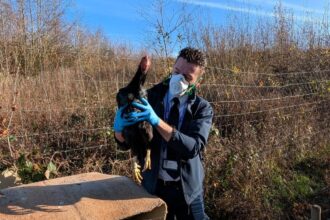 Rescued rooster Hovis was saved from a waterlogged field after living under an overturned bread trolley for three months - now thriving on a farm with new feathered friends.