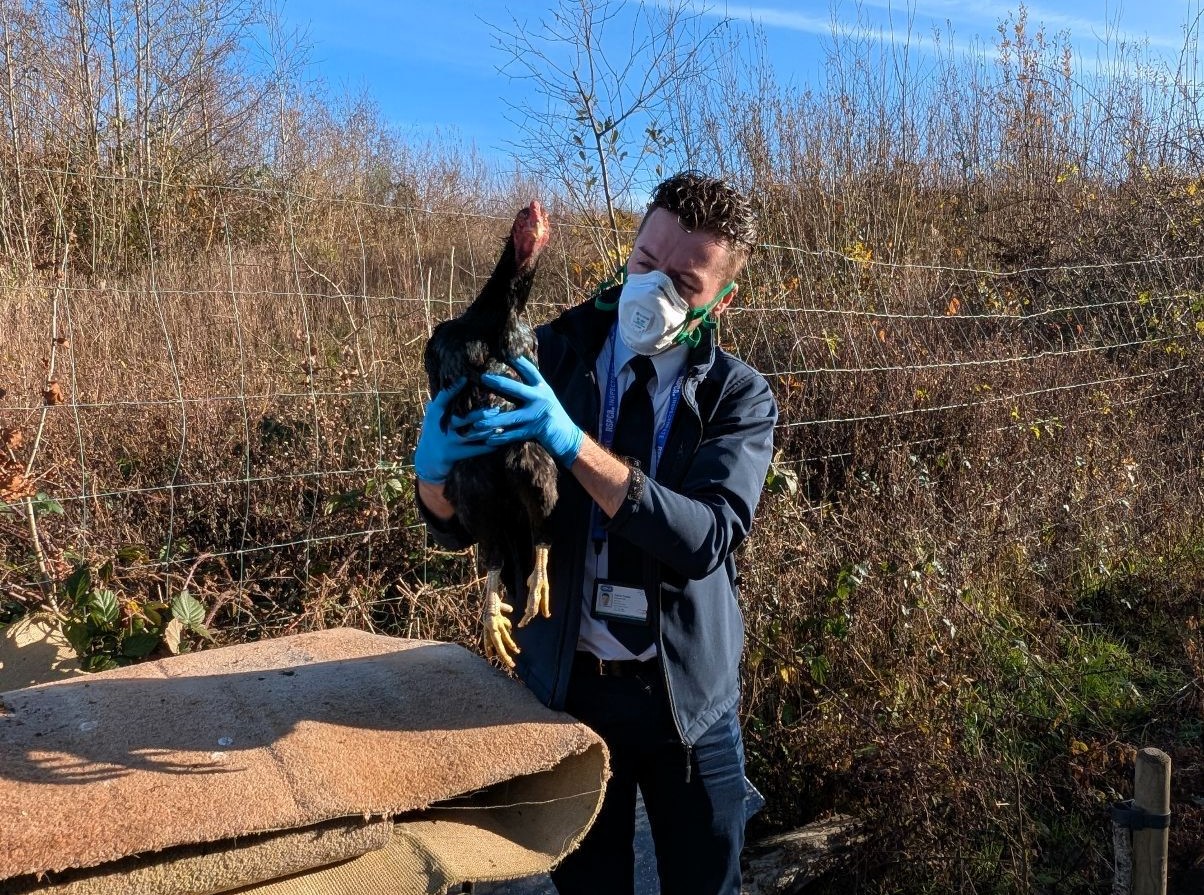 Rescued rooster Hovis was saved from a waterlogged field after living under an overturned bread trolley for three months - now thriving on a farm with new feathered friends.