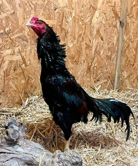 Rescued rooster Hovis was saved from a waterlogged field after living under an overturned bread trolley for three months - now thriving on a farm with new feathered friends.