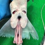 A deep-sea fisherman stunned social media by reeling in a bizarre fish with a droopy face resembling a Basset Hound - leaving followers both amazed and amused.