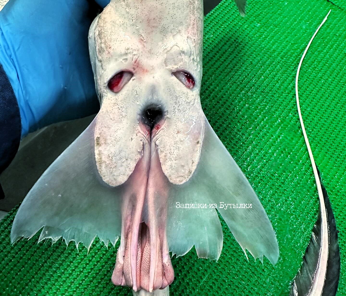 A deep-sea fisherman stunned social media by reeling in a bizarre fish with a droopy face resembling a Basset Hound - leaving followers both amazed and amused.