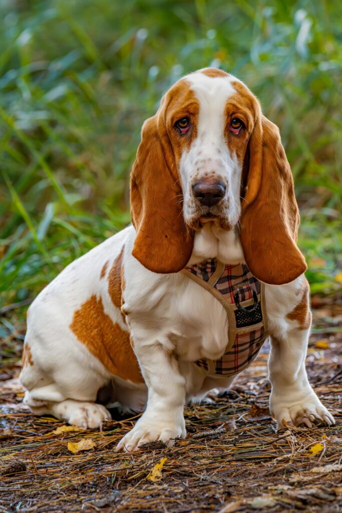 A deep-sea fisherman stunned social media by reeling in a bizarre fish with a droopy face resembling a Basset Hound - leaving followers both amazed and amused.