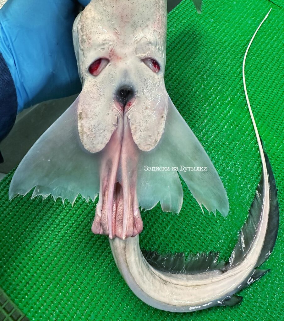 Social media comment on the post of A deep-sea fisherman stunned social media by reeling in a bizarre fish with a droopy face resembling a Basset Hound - leaving followers both amazed and amused.