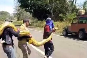 A fearless group of forestry workers in Venezuela rescued a massive 20ft snake, carrying it across a road and relocating it to a safer area near a lake for its survival.