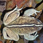 A frog thought extinct for 130 years, Alsodes vittatus, has been rediscovered in Chile, but researchers warn it may be endangered and urge a conservation status review.