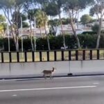 A goat narrowly escaped disaster after leaping over a crash barrier onto a busy Spanish motorway, dodging traffic and making a dramatic dash to safety.