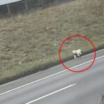 A Bichon Frisé named Miss Fluffball was spotted running down the hard shoulder of the M66 after getting spooked. Thankfully, she was found uninjured and reunited with her owner.