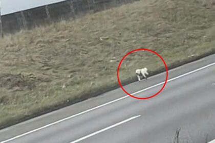 A Bichon Frisé named Miss Fluffball was spotted running down the hard shoulder of the M66 after getting spooked. Thankfully, she was found uninjured and reunited with her owner.