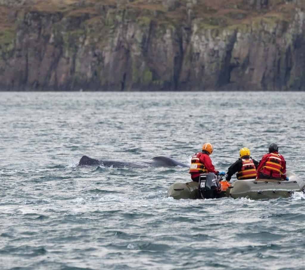 A 50ft sperm whale died near the Isle of Raasay after getting entangled in fishing gear, restricting its ability to feed. Rescuers freed it, but it took one final breath.