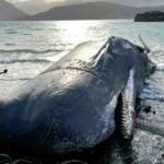 A 50ft sperm whale died near the Isle of Raasay after getting entangled in fishing gear, restricting its ability to feed. Rescuers freed it, but it took one final breath.