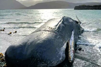 A 50ft sperm whale died near the Isle of Raasay after getting entangled in fishing gear, restricting its ability to feed. Rescuers freed it, but it took one final breath.