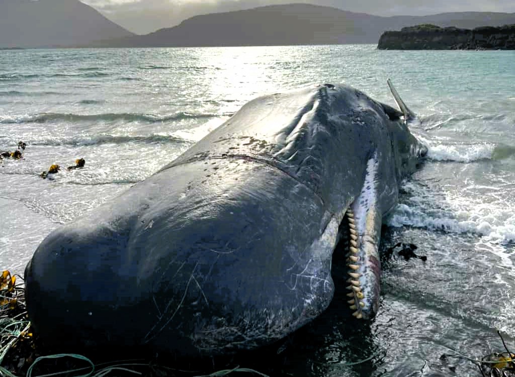 A 50ft sperm whale died near the Isle of Raasay after getting entangled in fishing gear, restricting its ability to feed. Rescuers freed it, but it took one final breath.